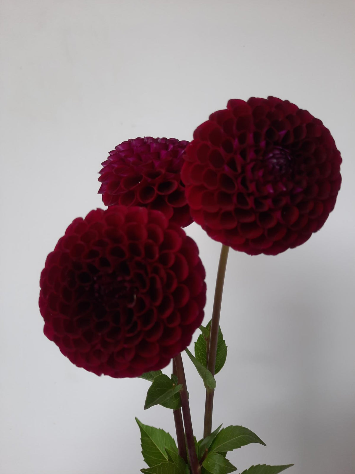 Florelie Midnight