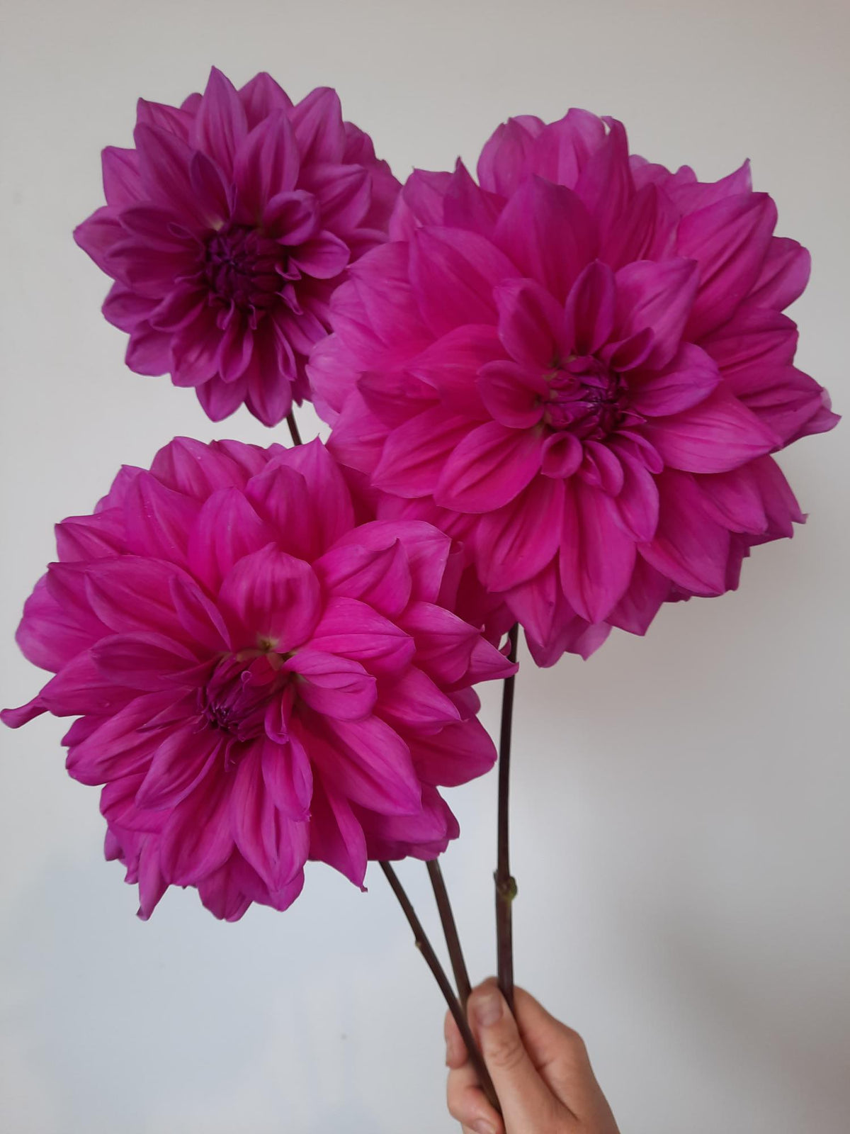 Croydon Lilac