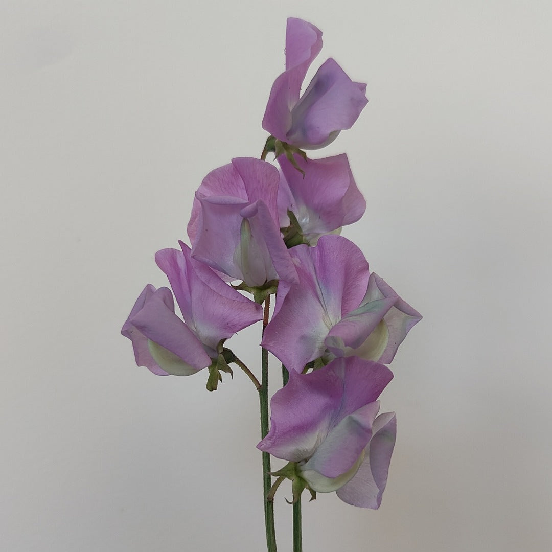 Sweet Pea 'Turquoise Lagoon'