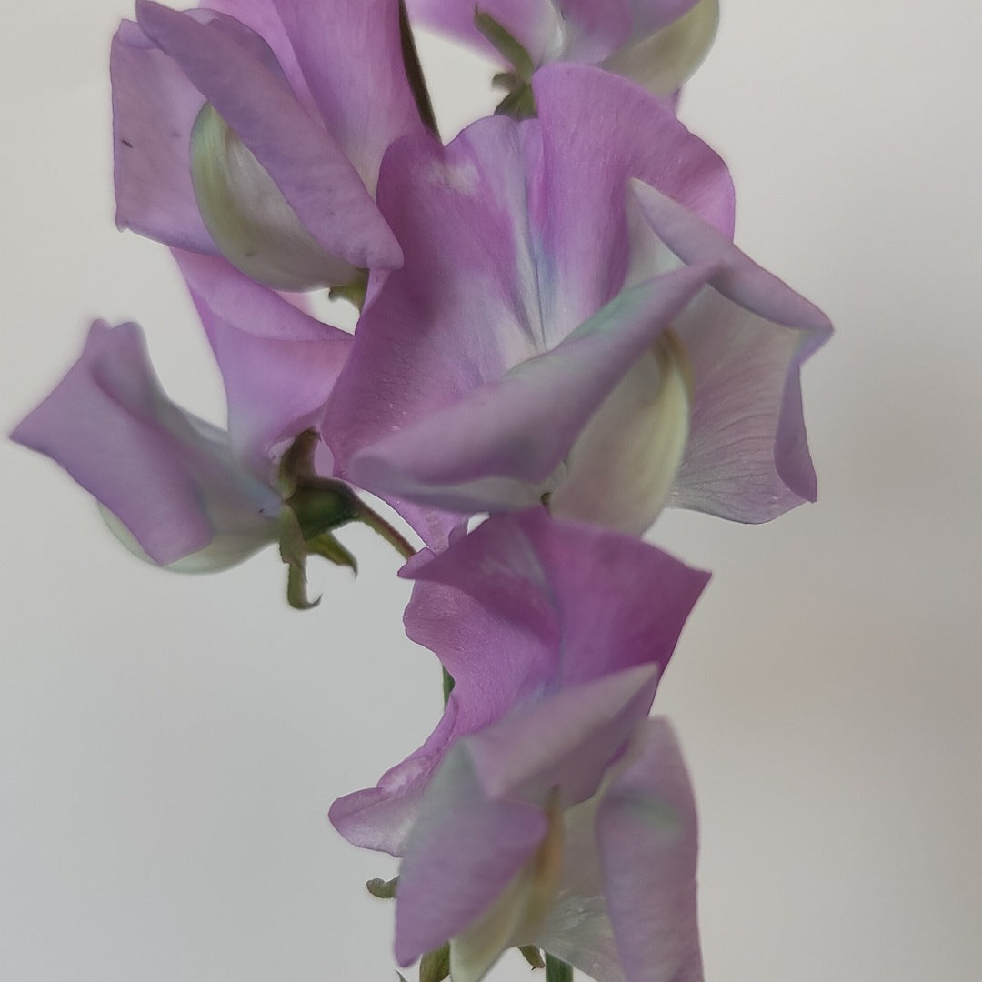 Sweet Pea 'Turquoise Lagoon'