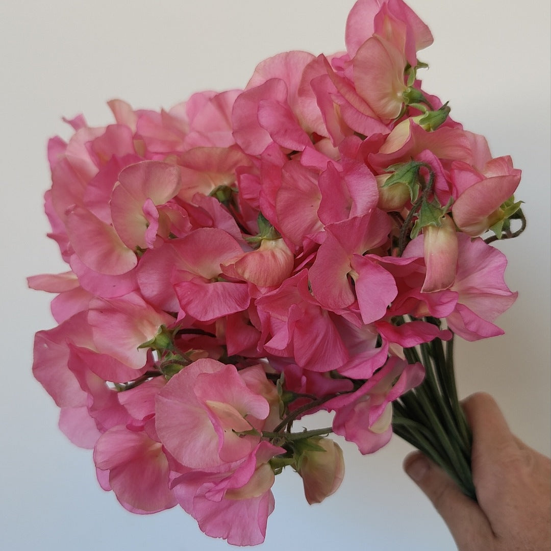 Sweet Pea 'Pinks Mix'