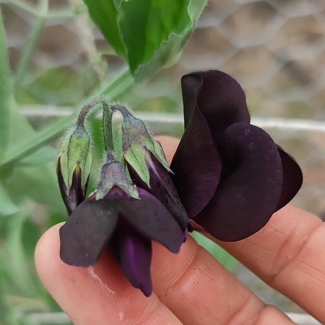 Sweet Pea 'Almost Black'