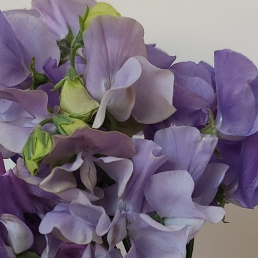 Sweet Pea 'Chelsea Centenary'