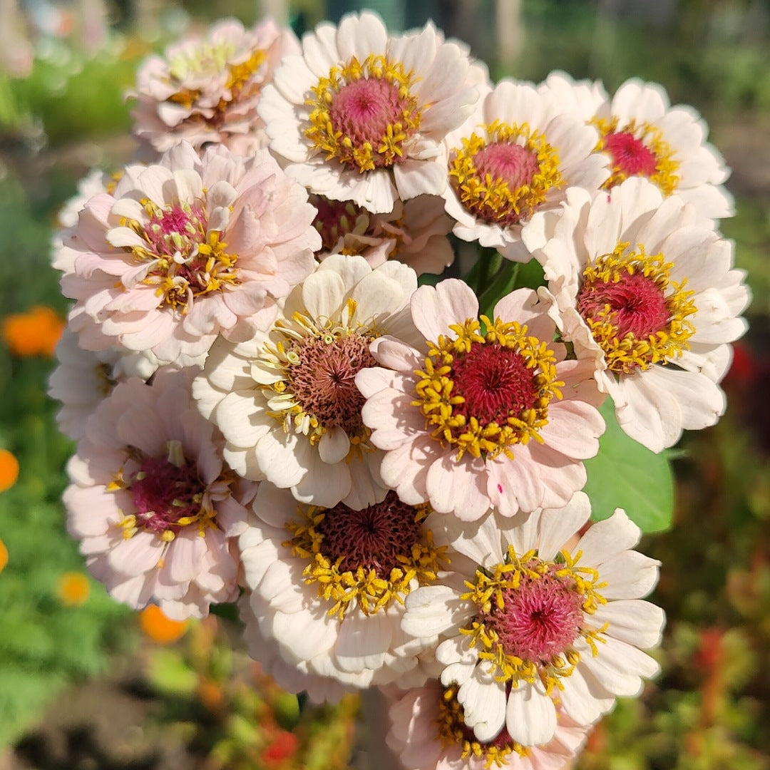 Zinnia 'Small Pale Blush from open pollinated Little Flower Girl'