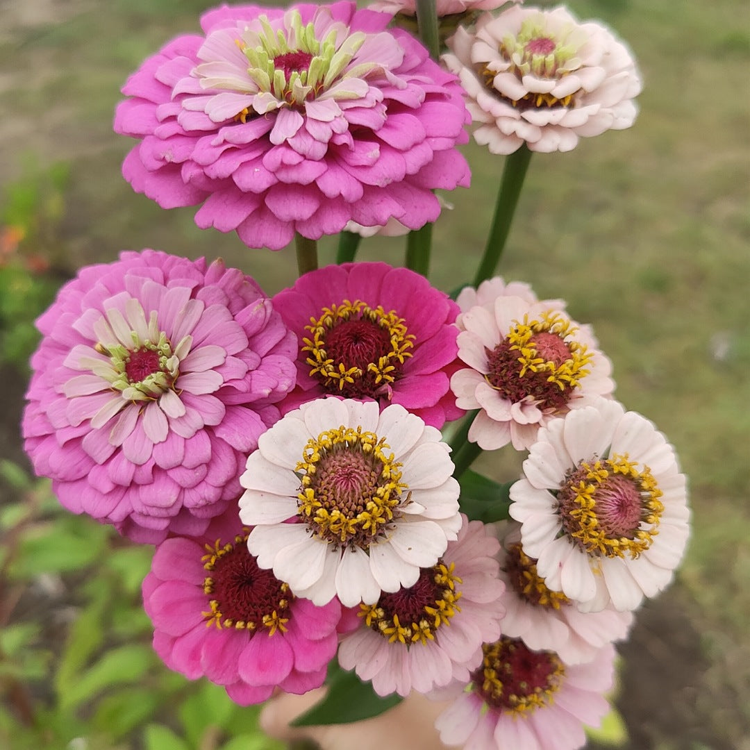 Zinnia 'Small Pale Blush from open pollinated Little Flower Girl'