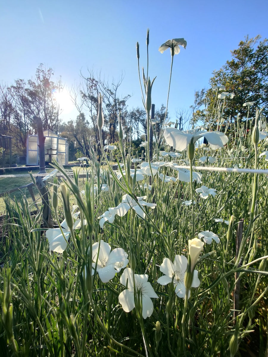 Corn Cockle 'Ocean Pearls'