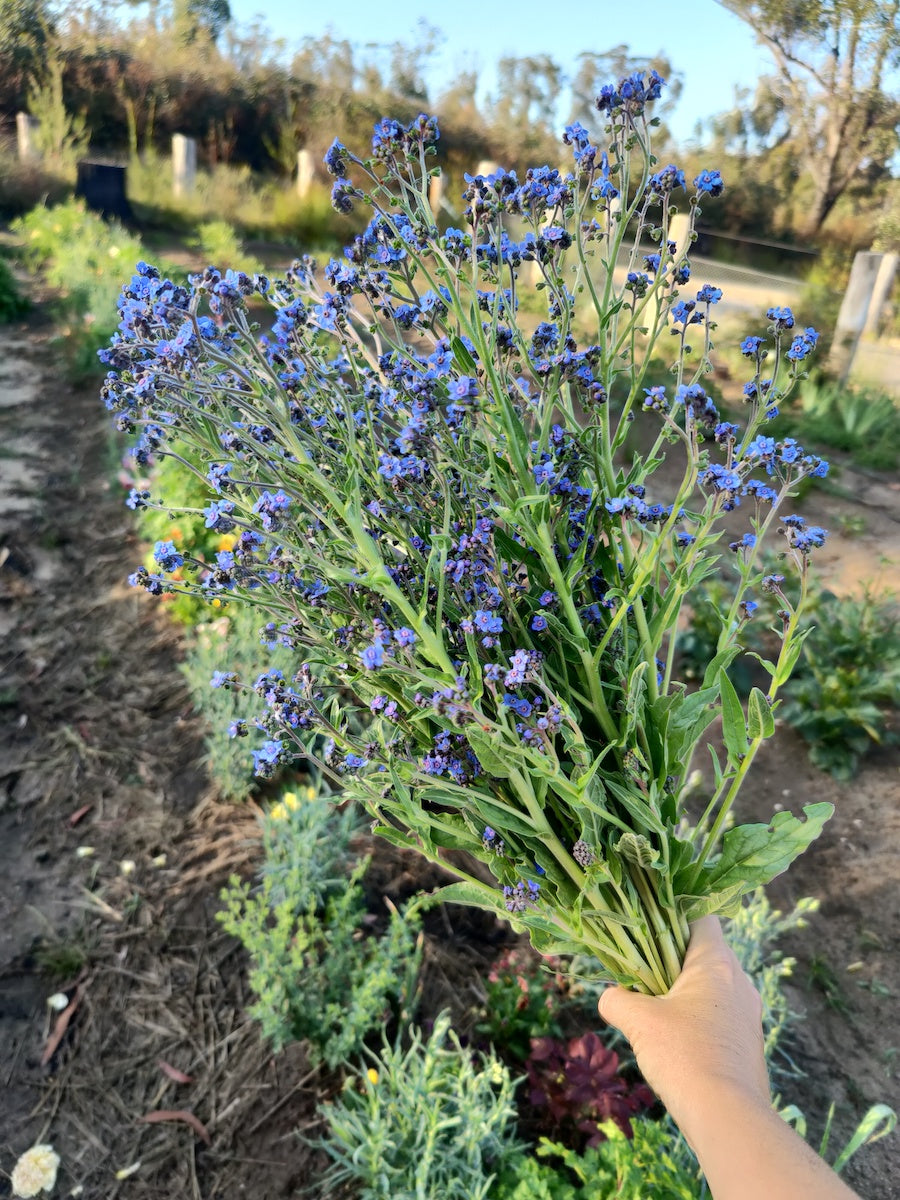 Chinese Forget-Me-Not 'Firmament Blue'
