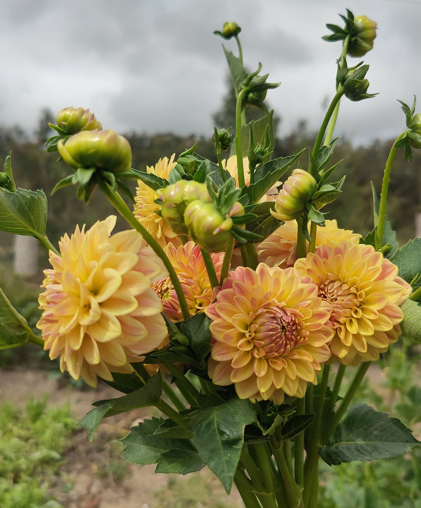 Florelie Fruit Tingle