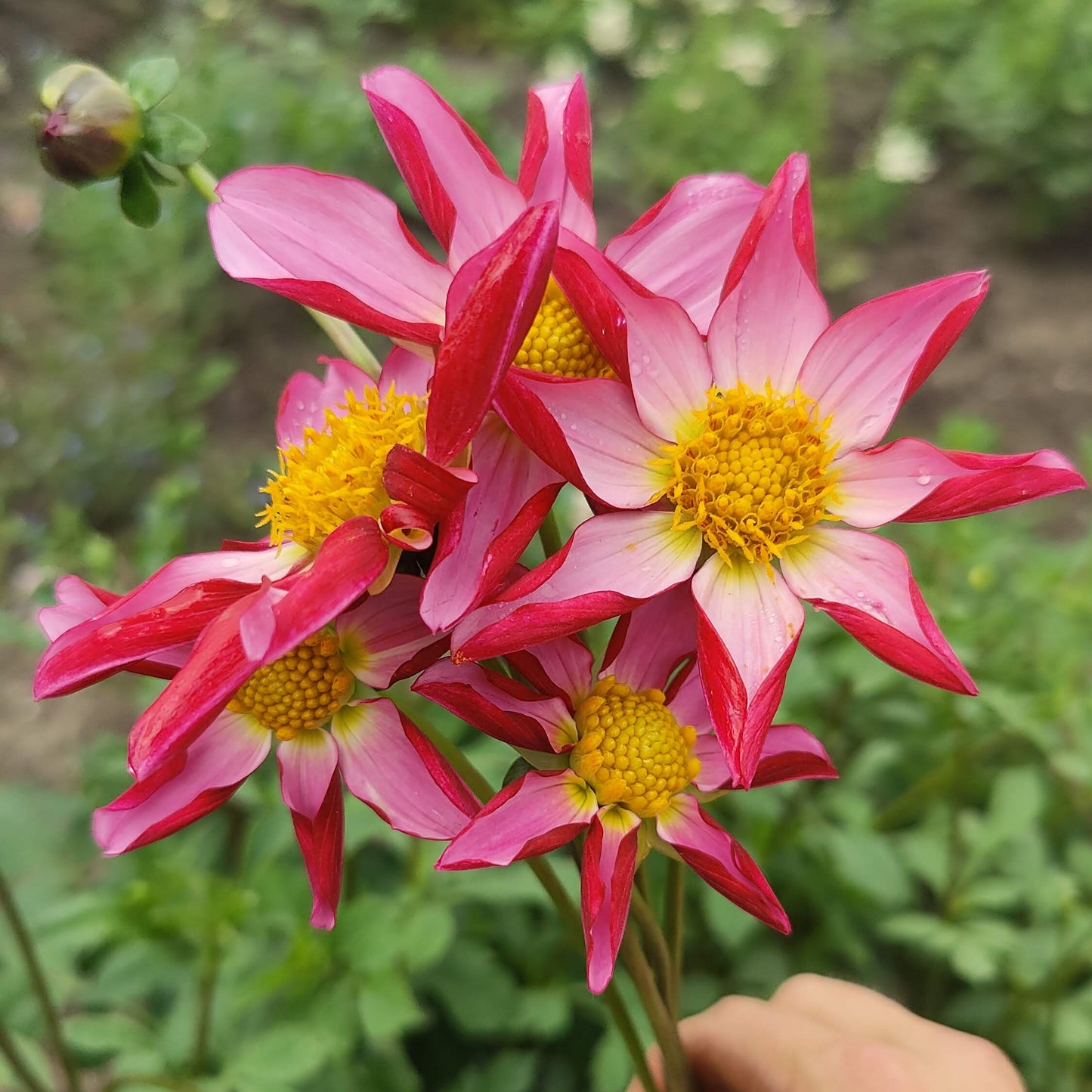 Dahlia 'Farm Mix' BULK PACK