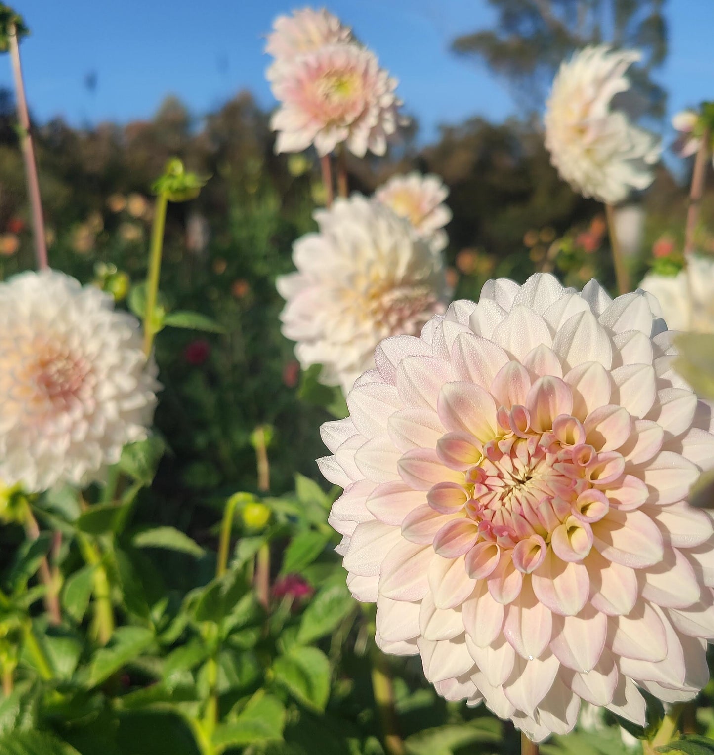 Dahlia 'Farm Mix' BULK PACK