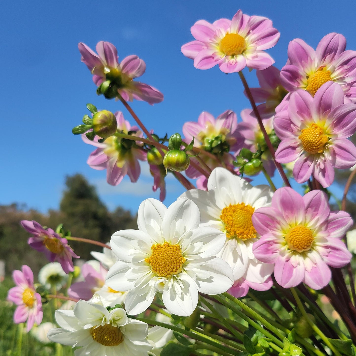 Dahlia 'Farm Mix' BULK PACK