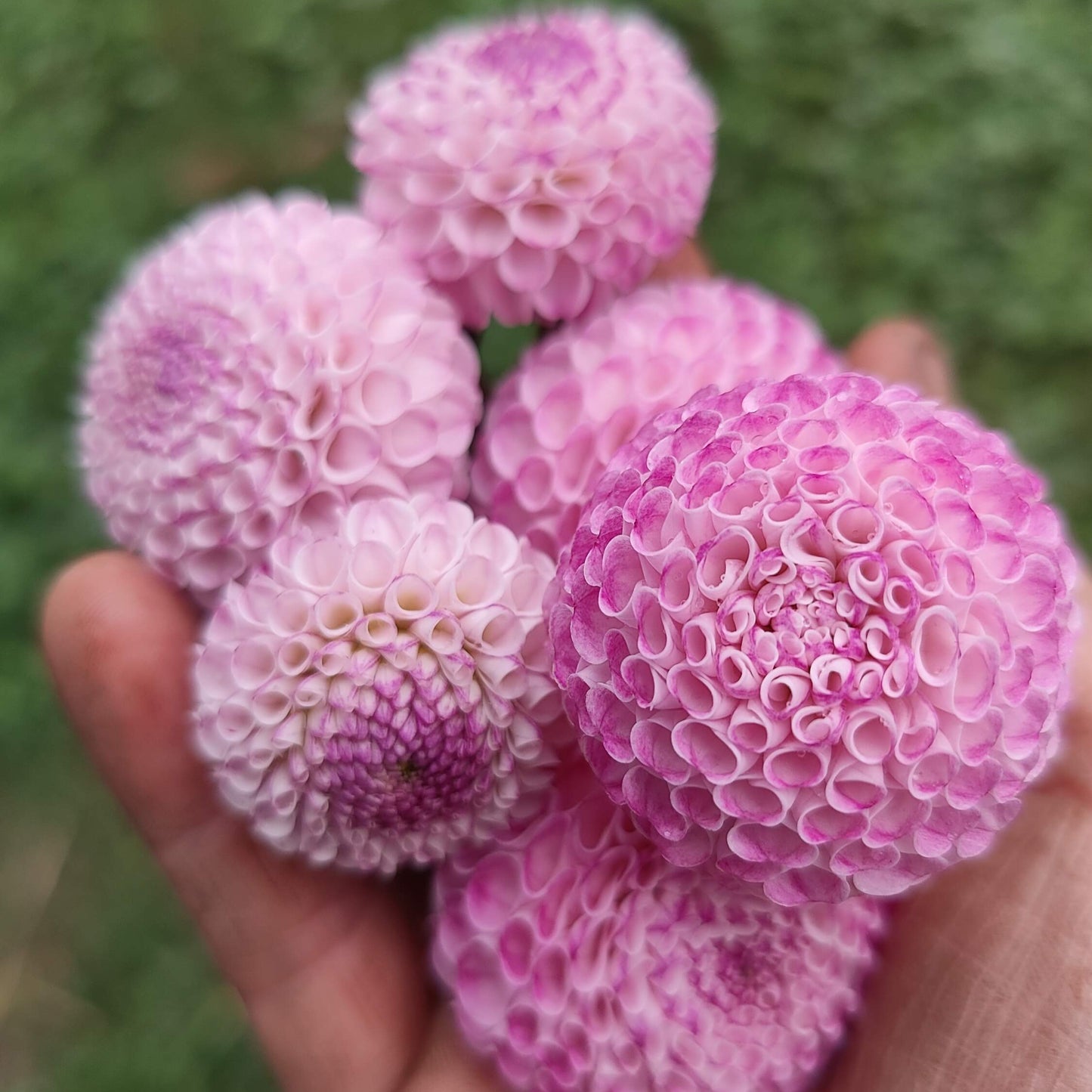 Dahlia 'Farm Mix' BULK PACK