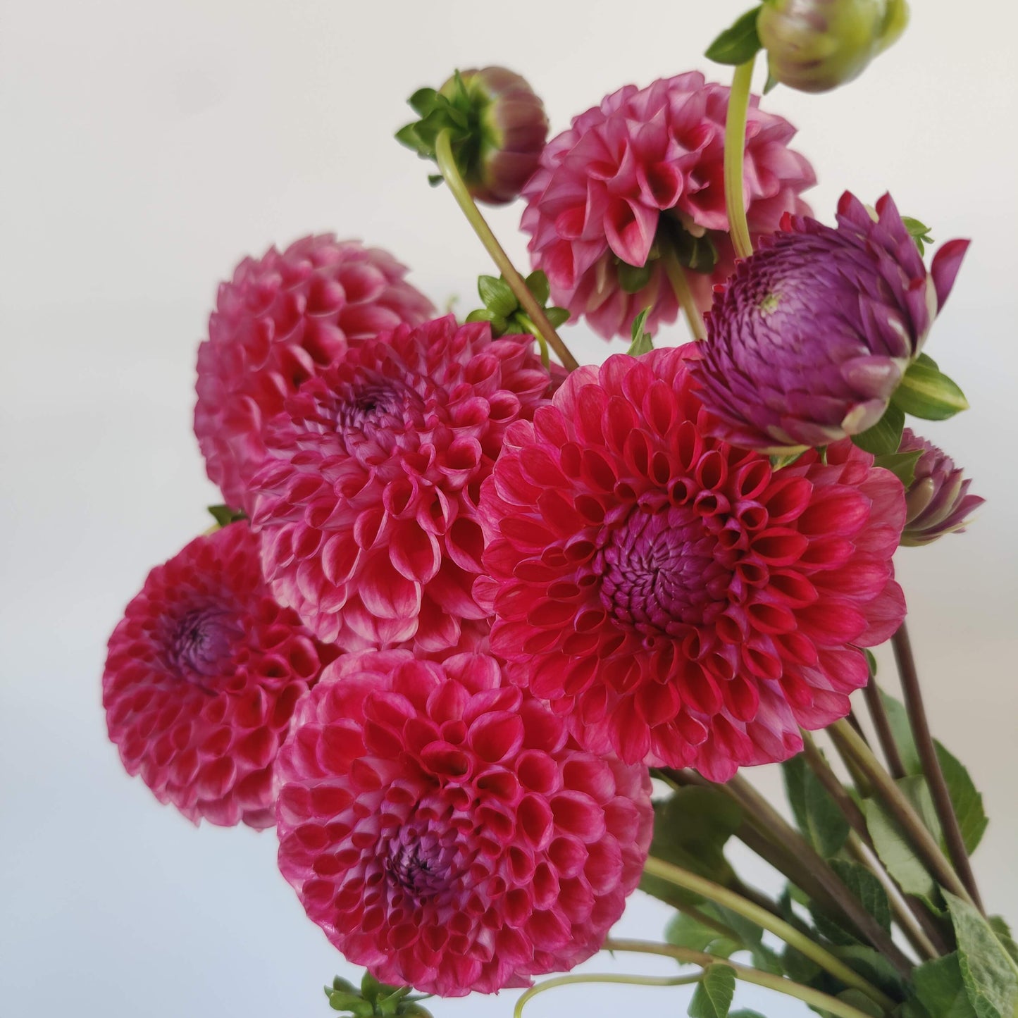 Dahlia 'Farm Mix' BULK PACK