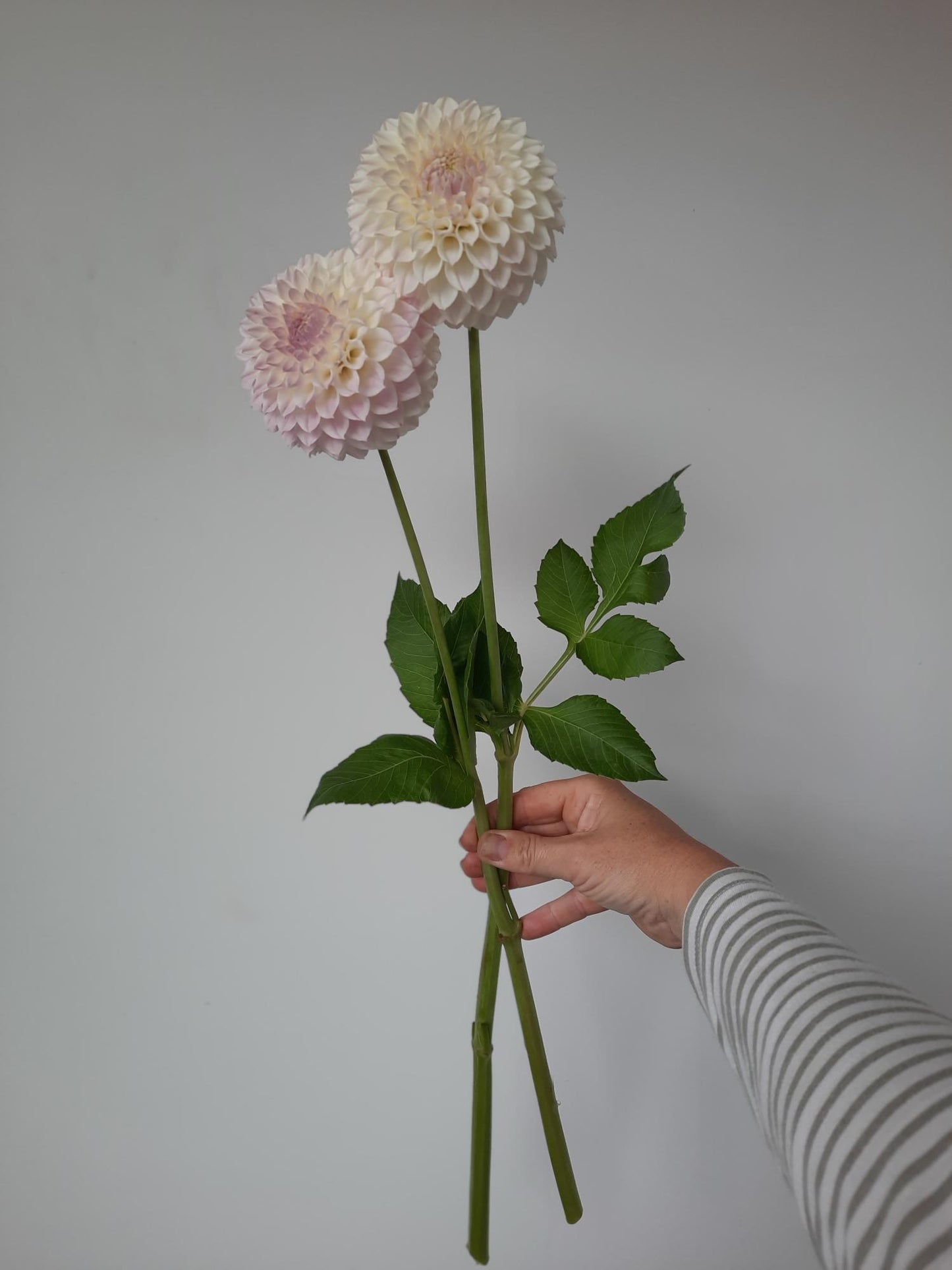 Hand holding a bouquet of two large, light pink flowers against a plain background