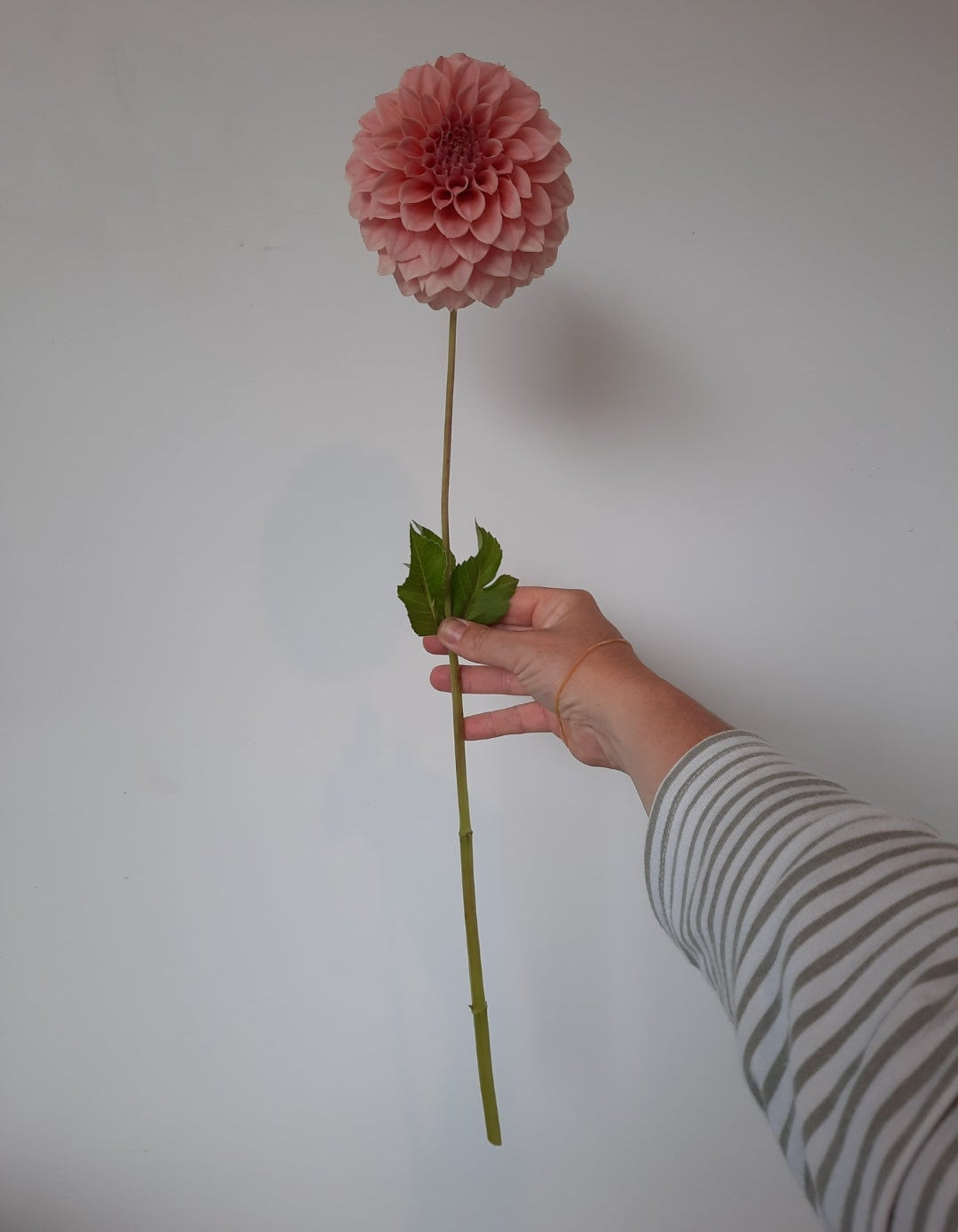 Hand holding a pink flower against a plain background