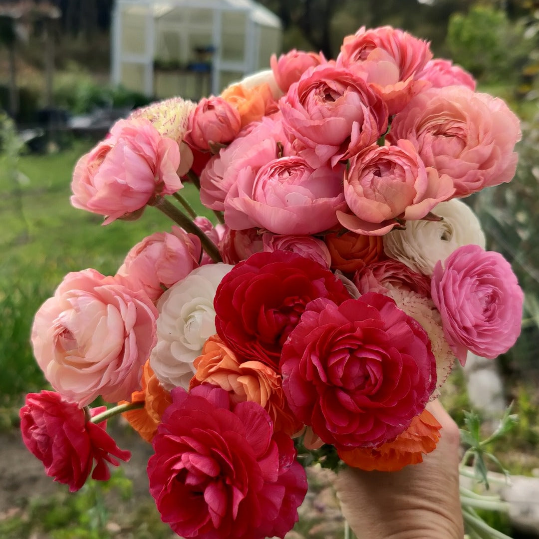 Italian Ranunculus corms