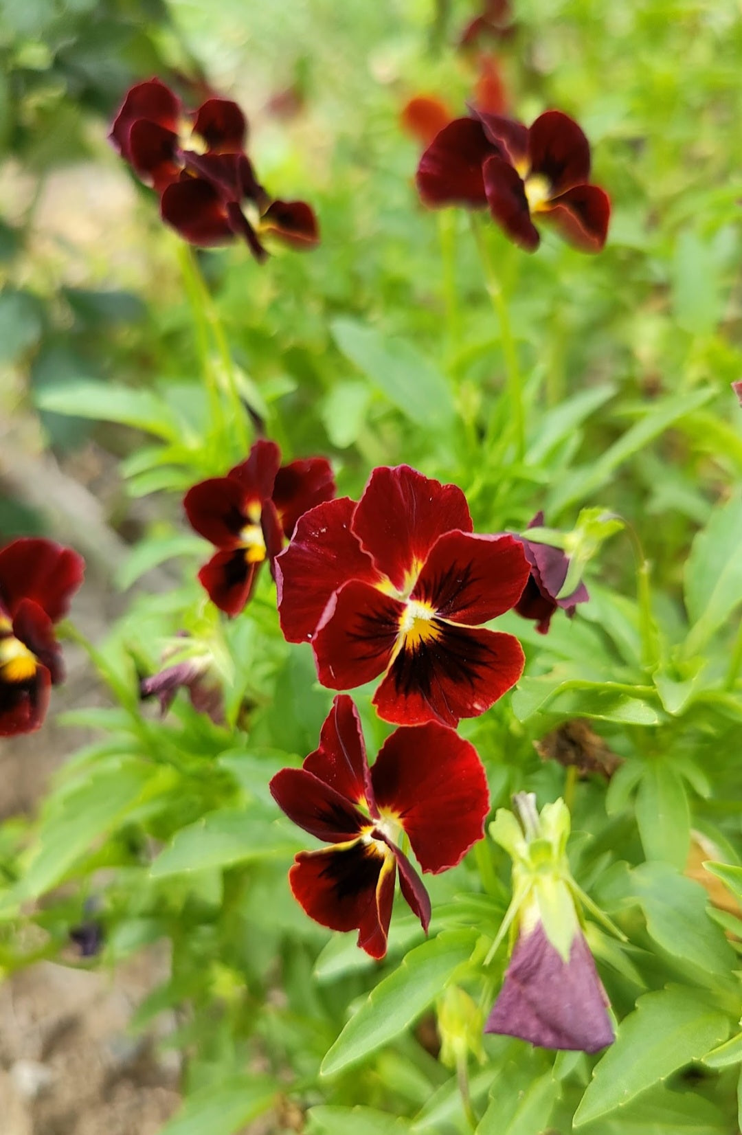 Viola 'Arkwright Ruby'