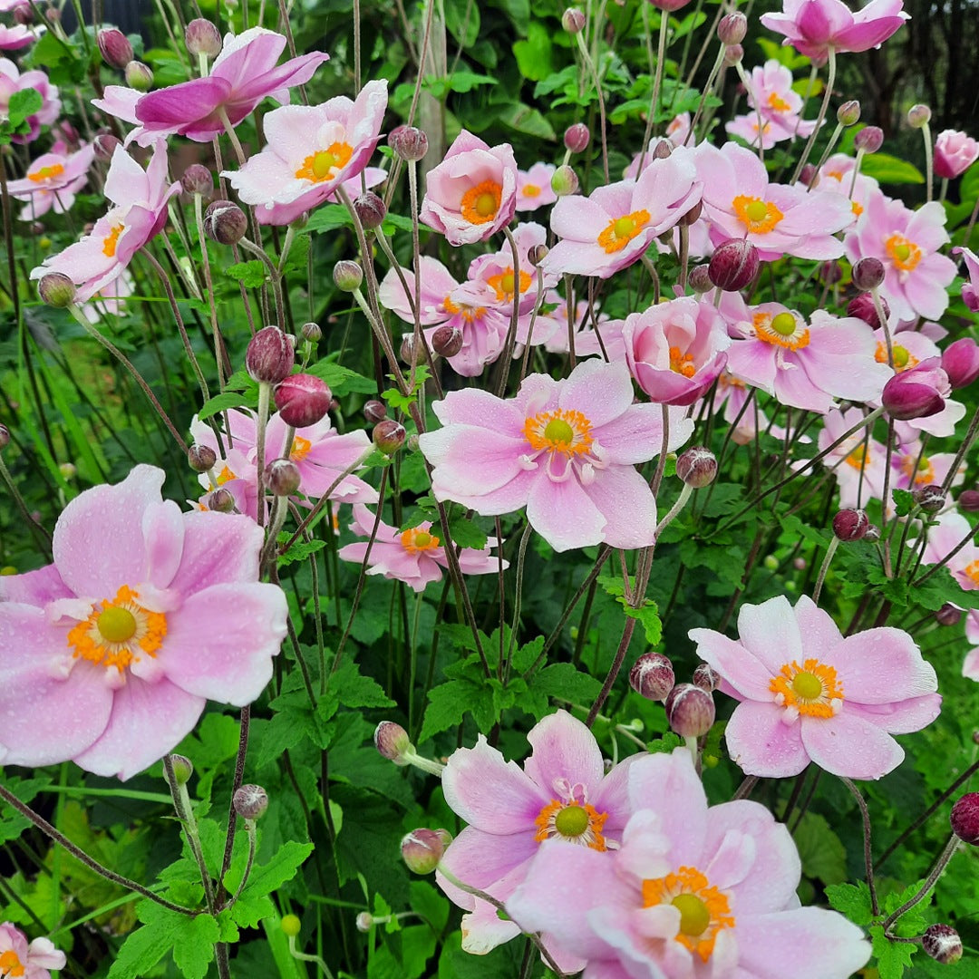 Windflower 'Baby Pink Single'
