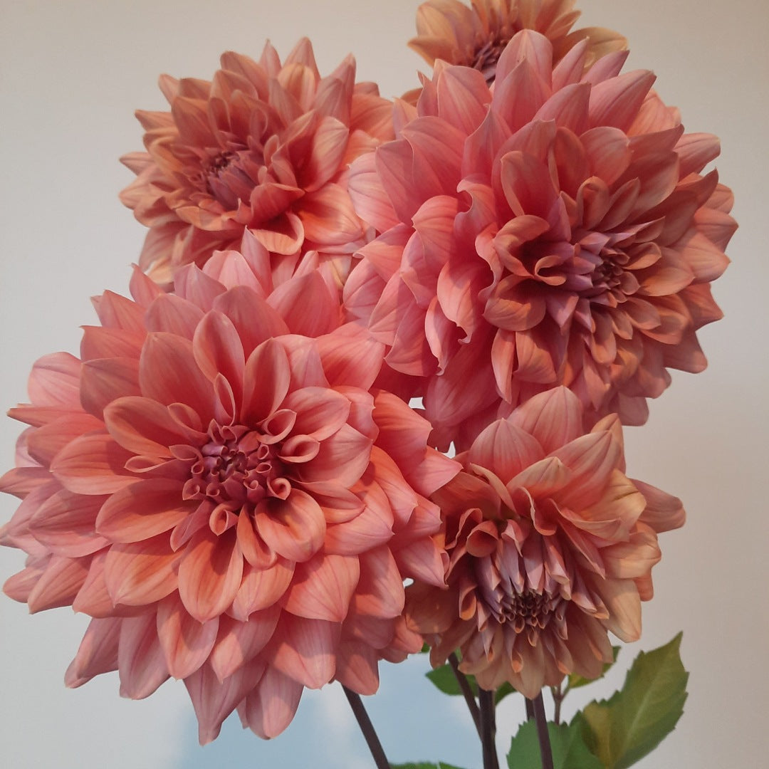 Lileah Caramel Rose