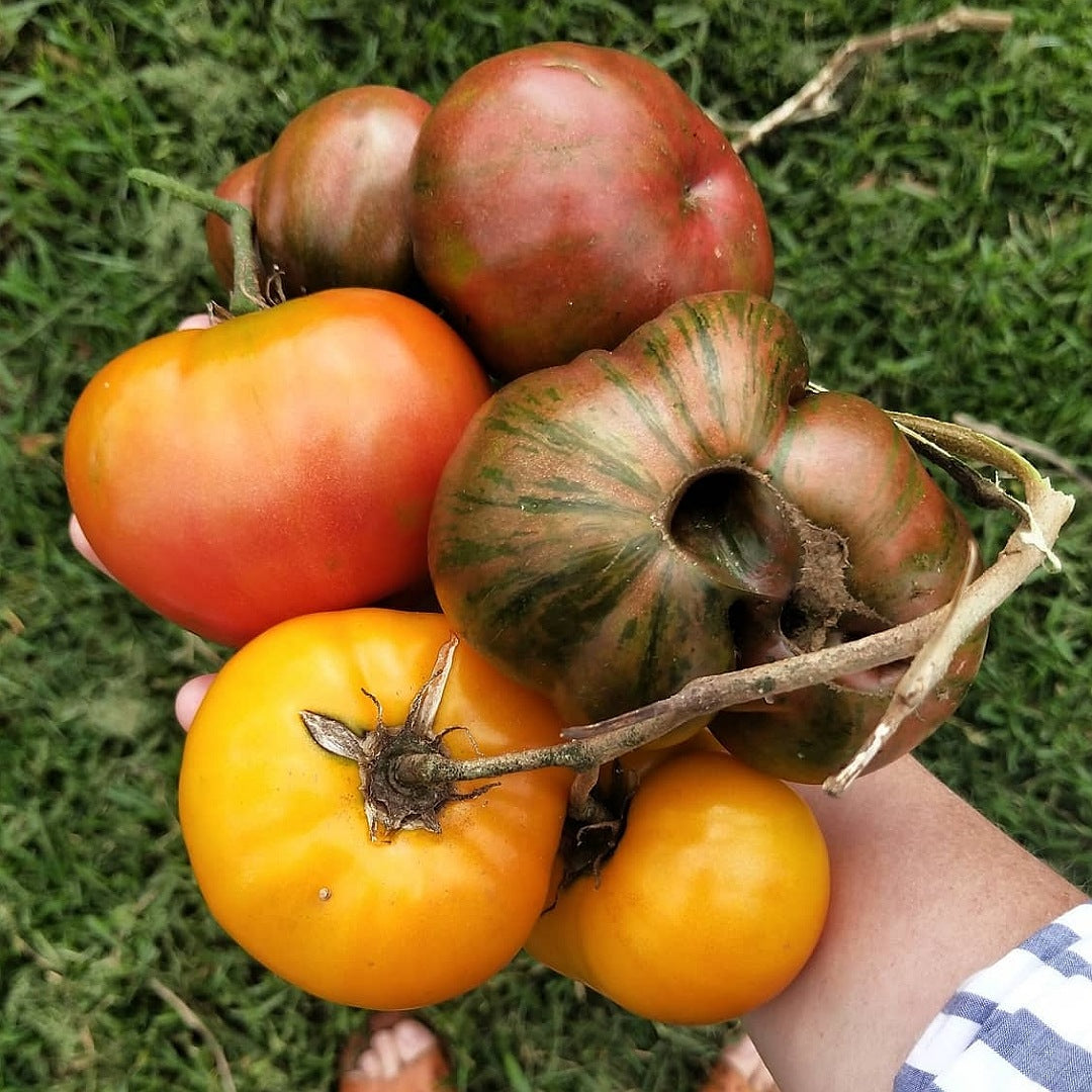 Tomato Box - Ten Week Subscription