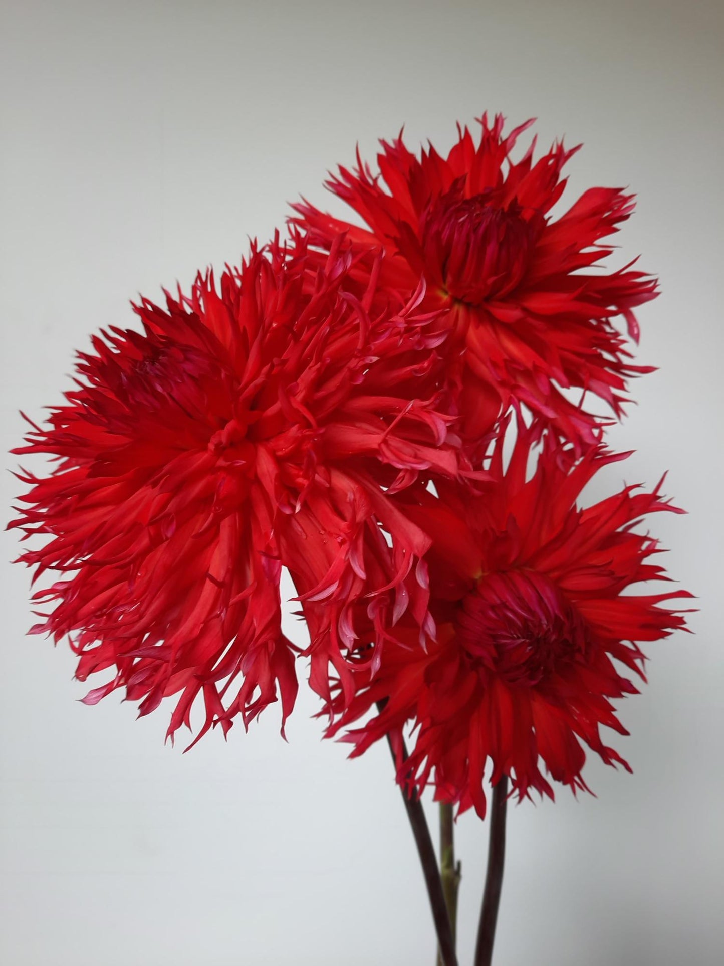 Downs Red