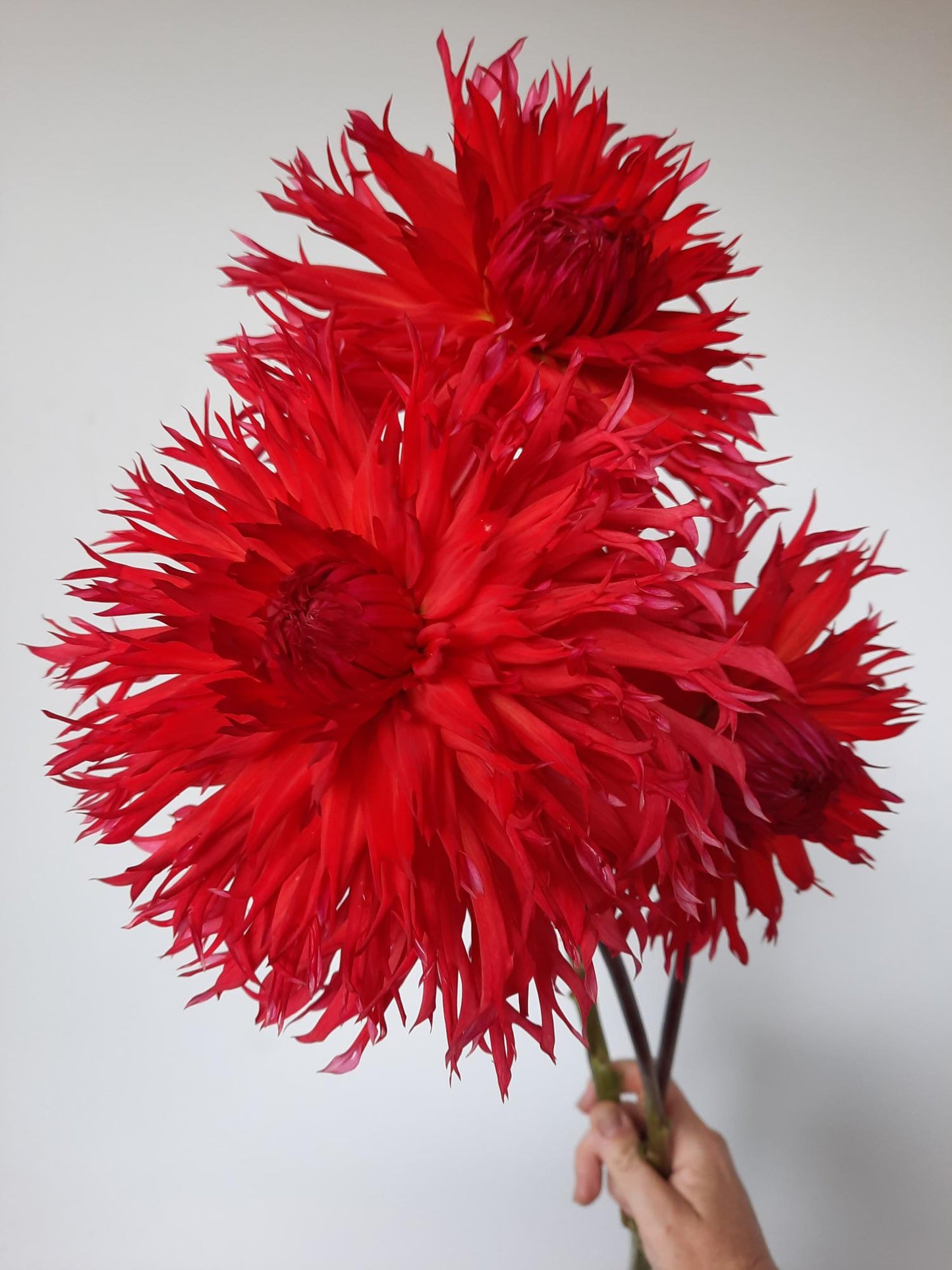 Downs Red