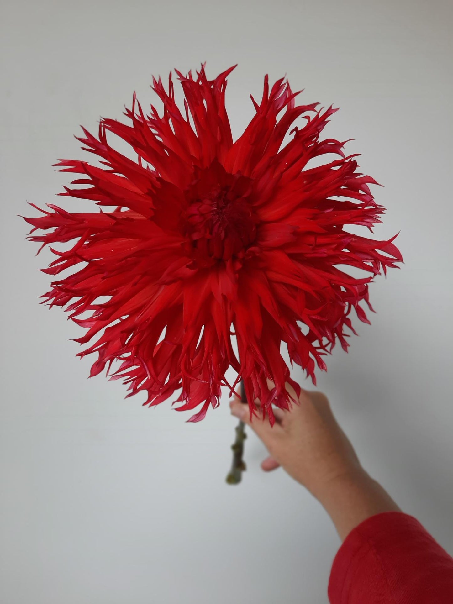 Downs Red