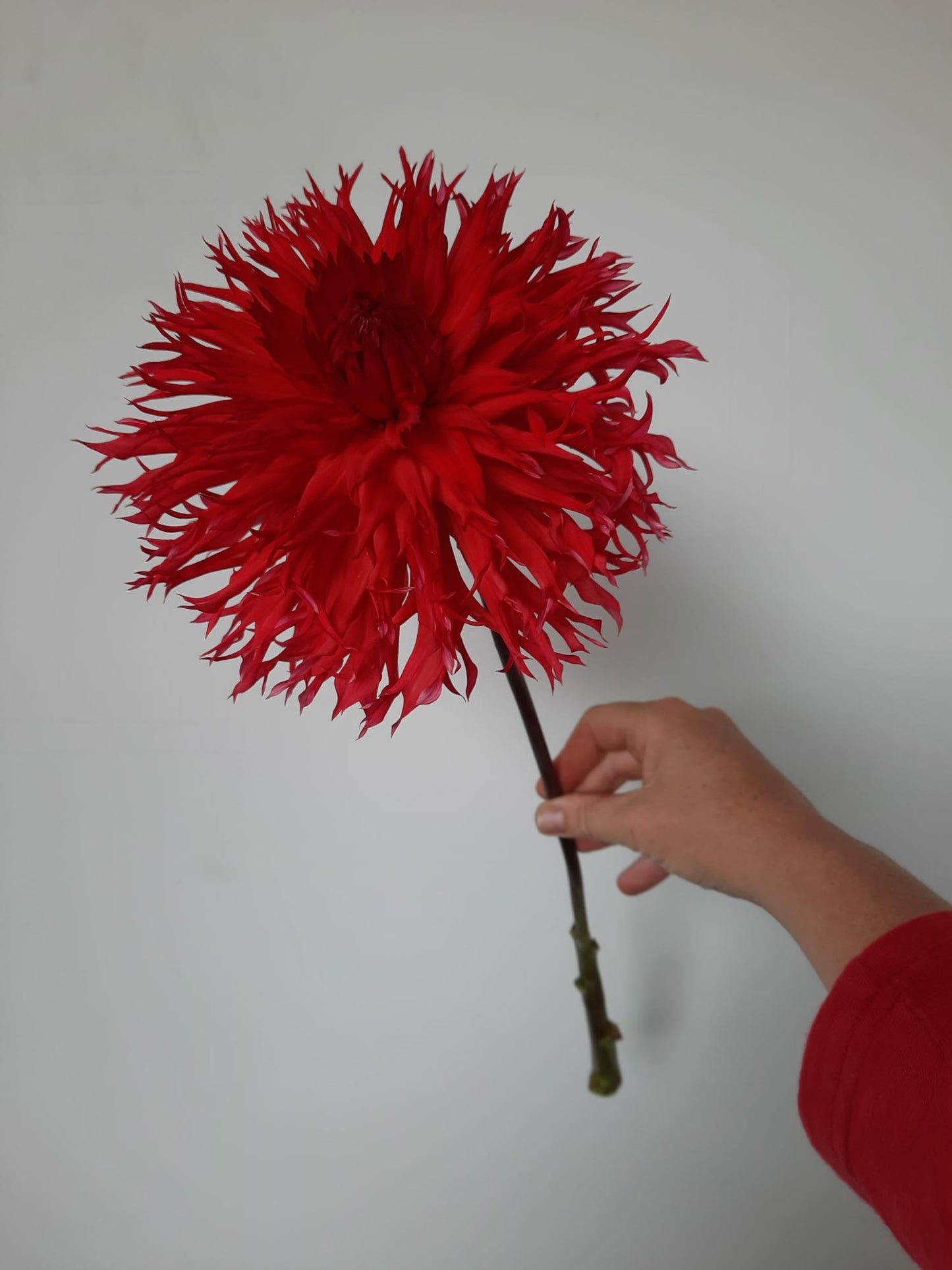 Downs Red