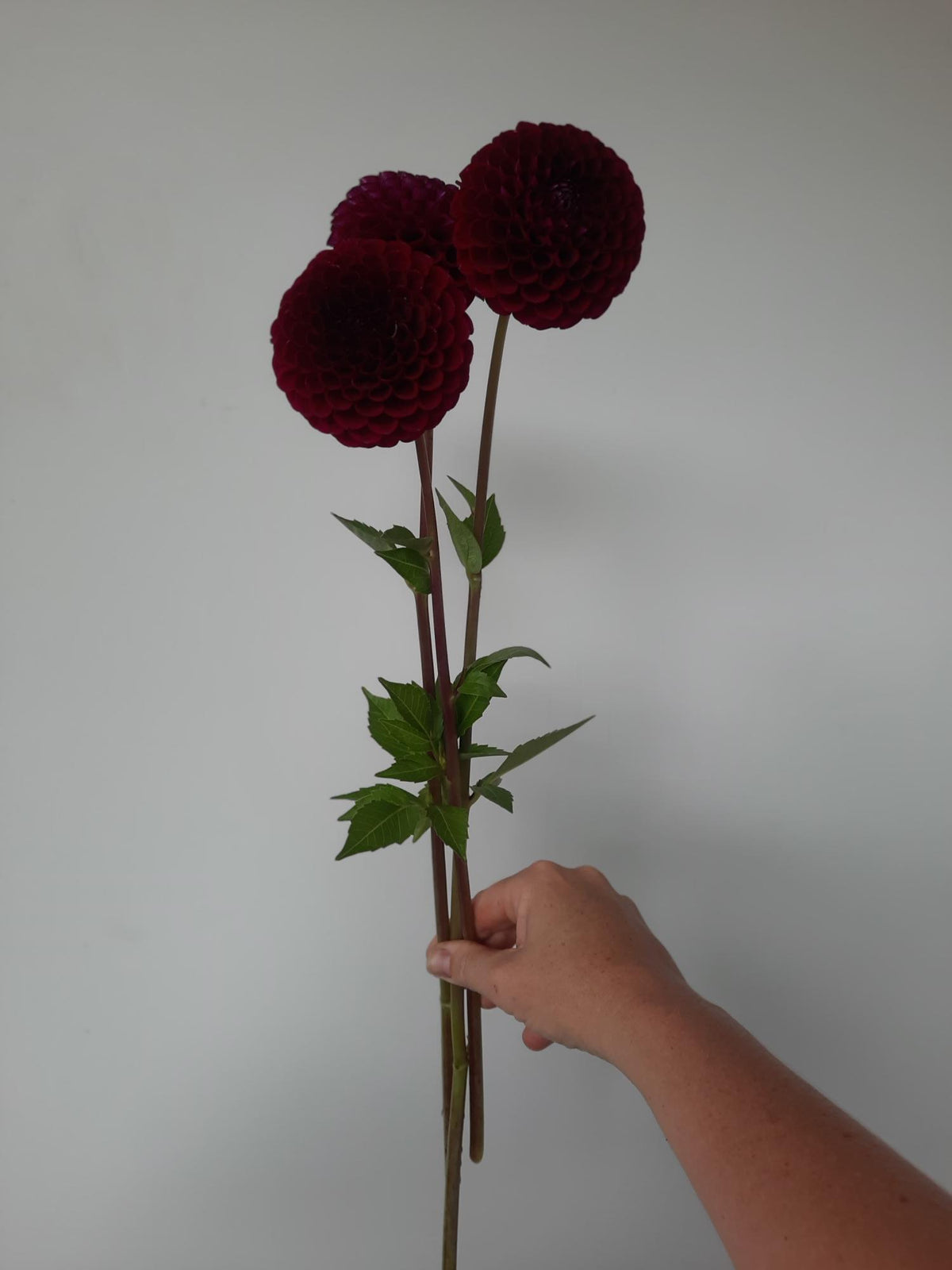 Florelie Midnight