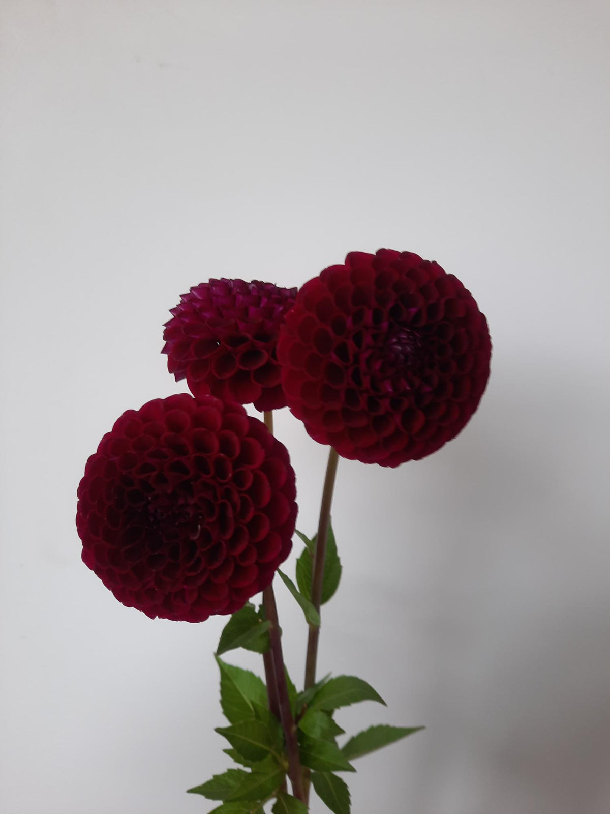 Florelie Midnight