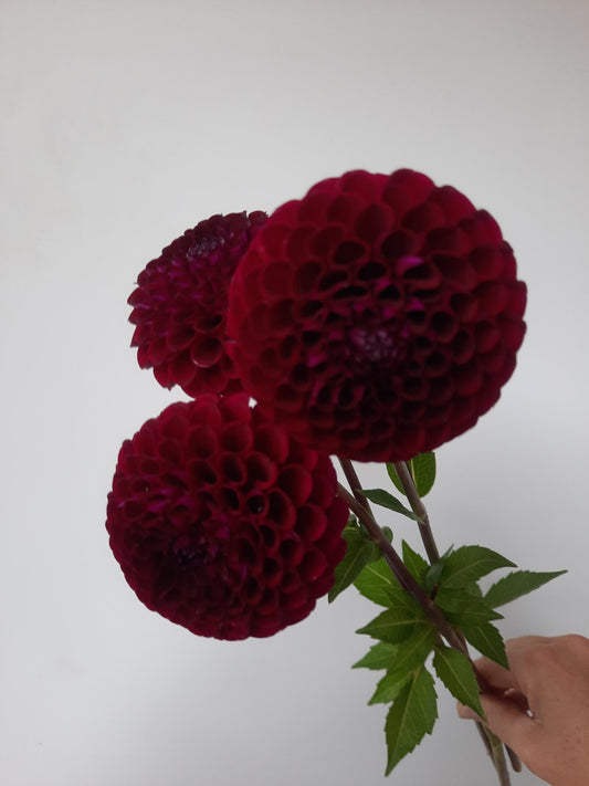 Florelie Midnight