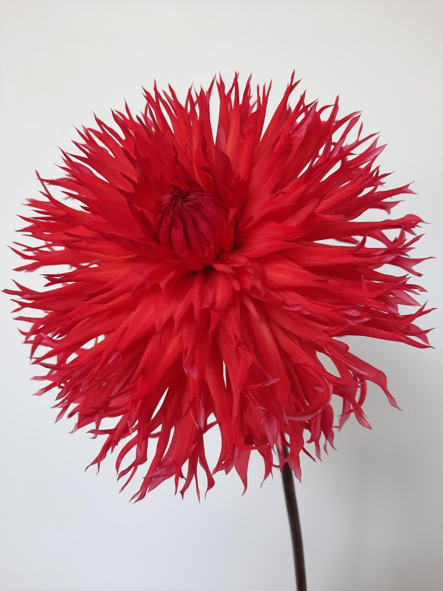 Downs Red