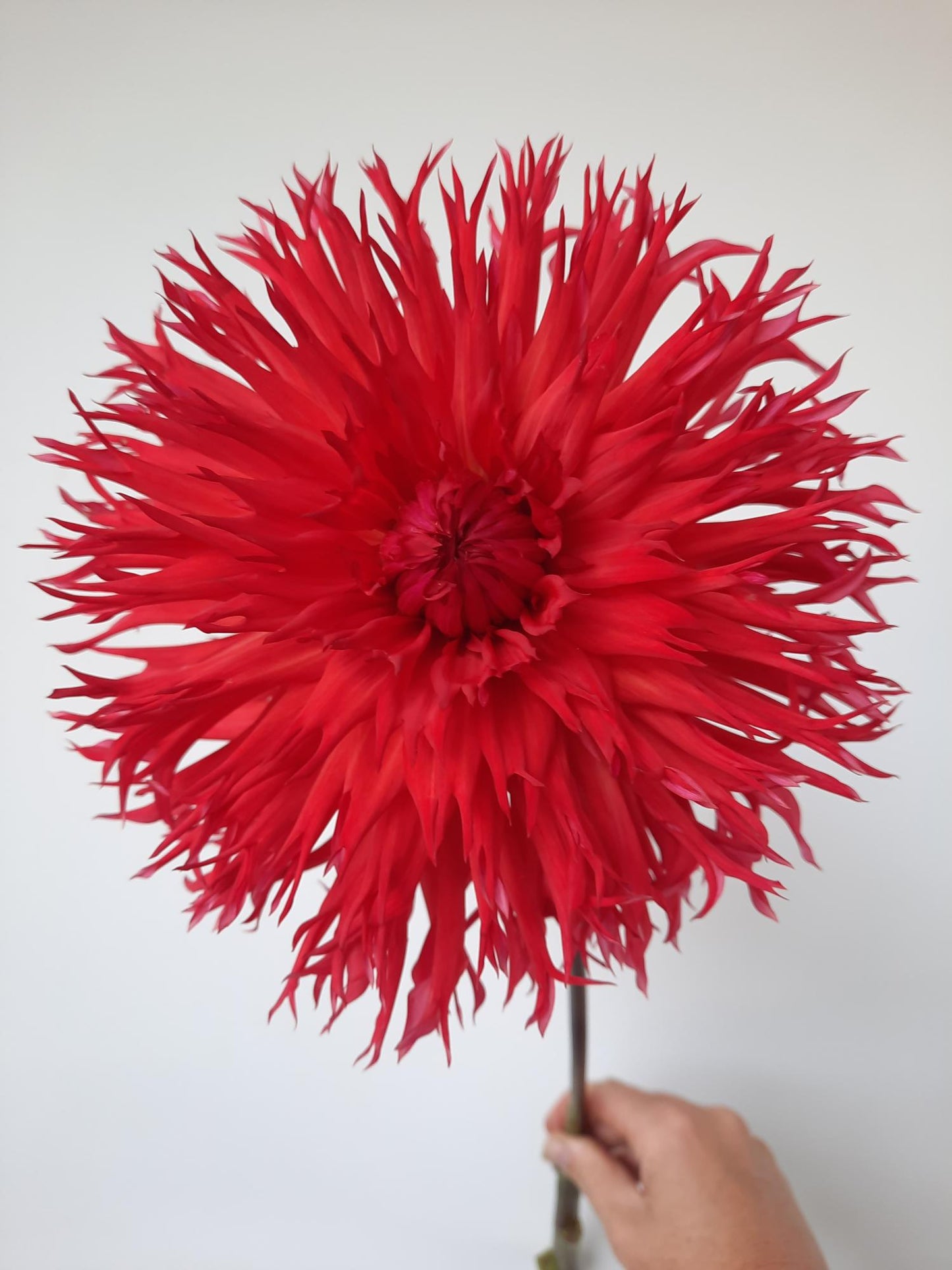 Downs Red