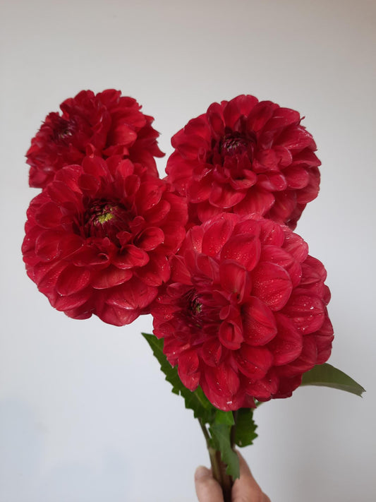 Everbloom Blood Moon