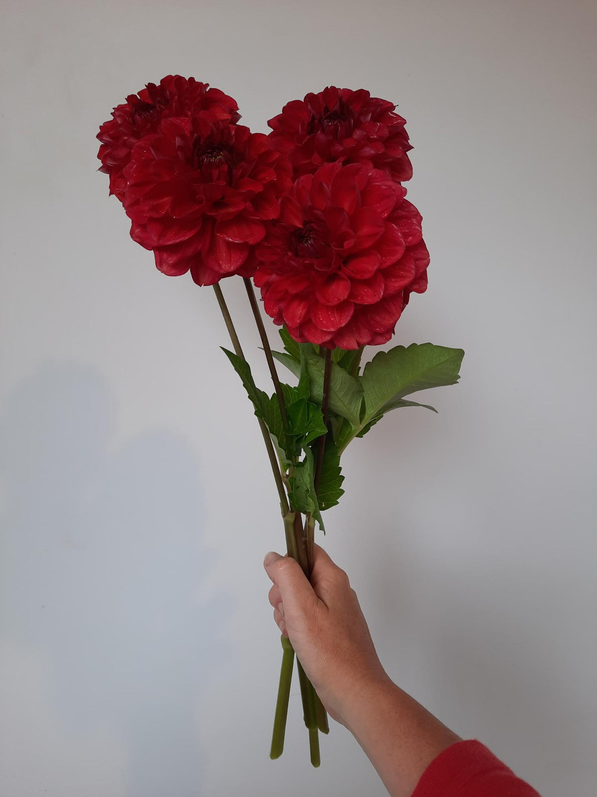 Everbloom Blood Moon