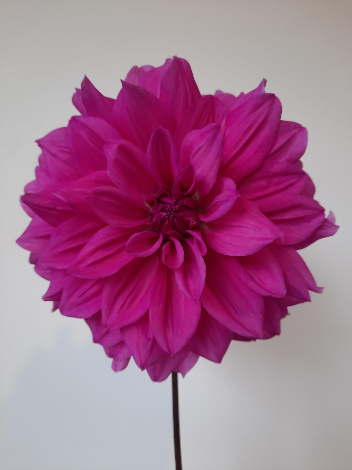 Croydon Lilac