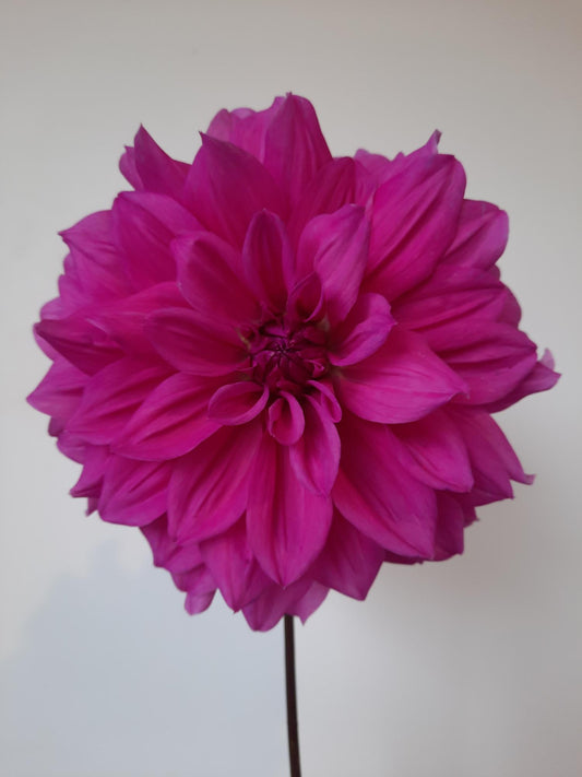 Croydon Lilac