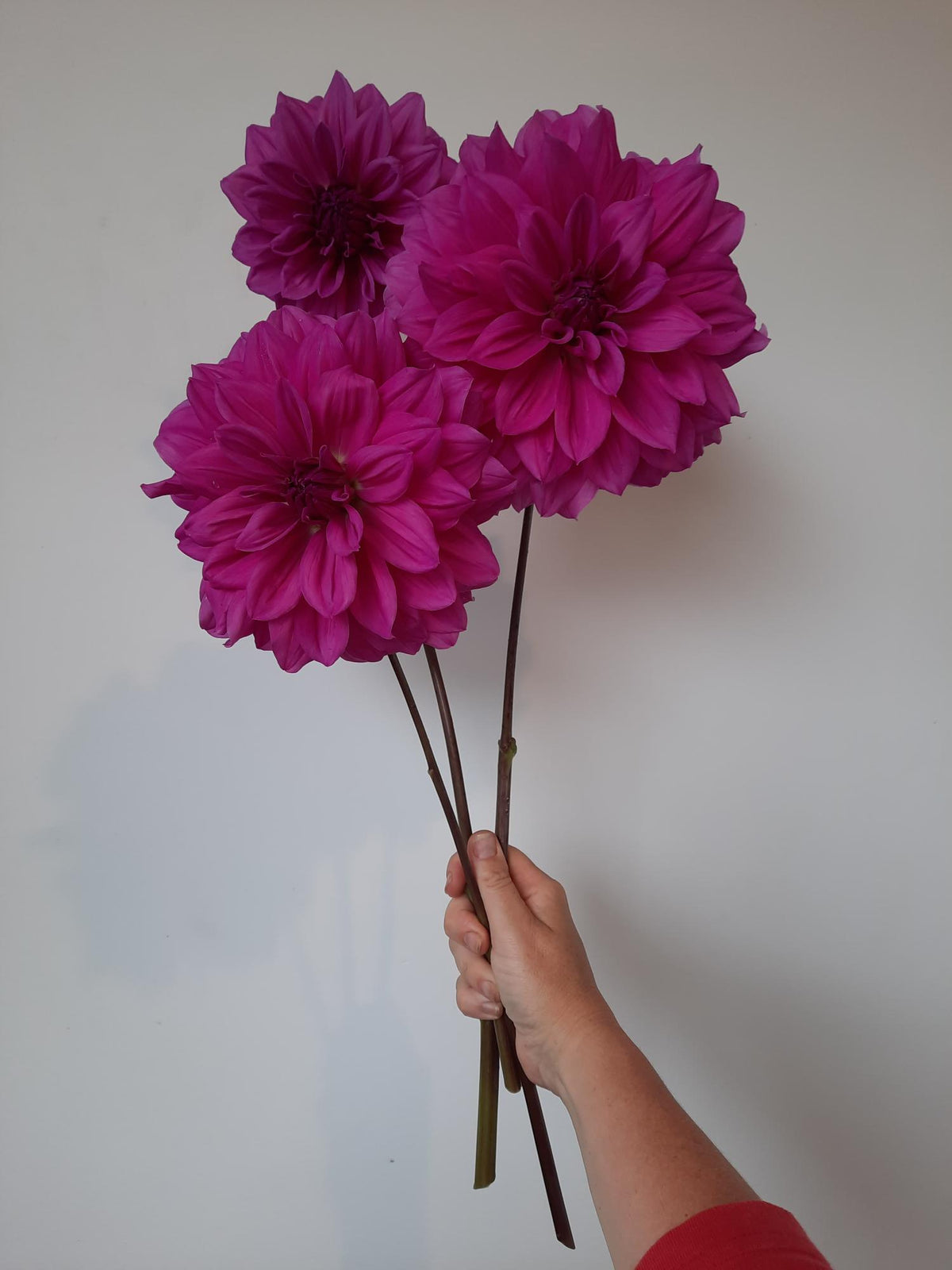 Croydon Lilac