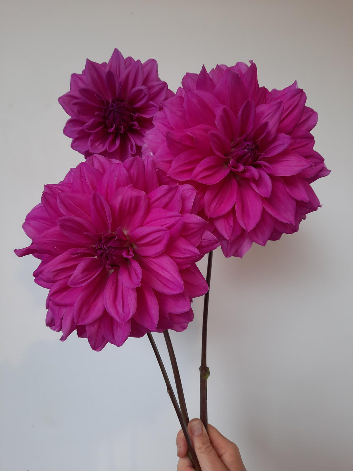Croydon Lilac