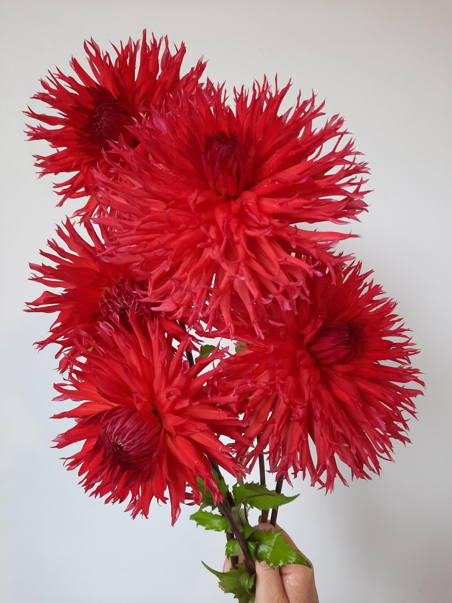 Downs Red