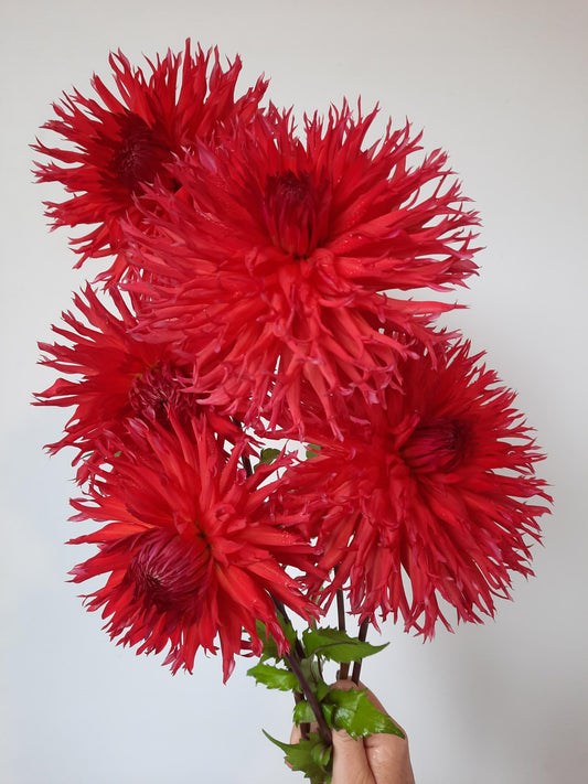 Downs Red