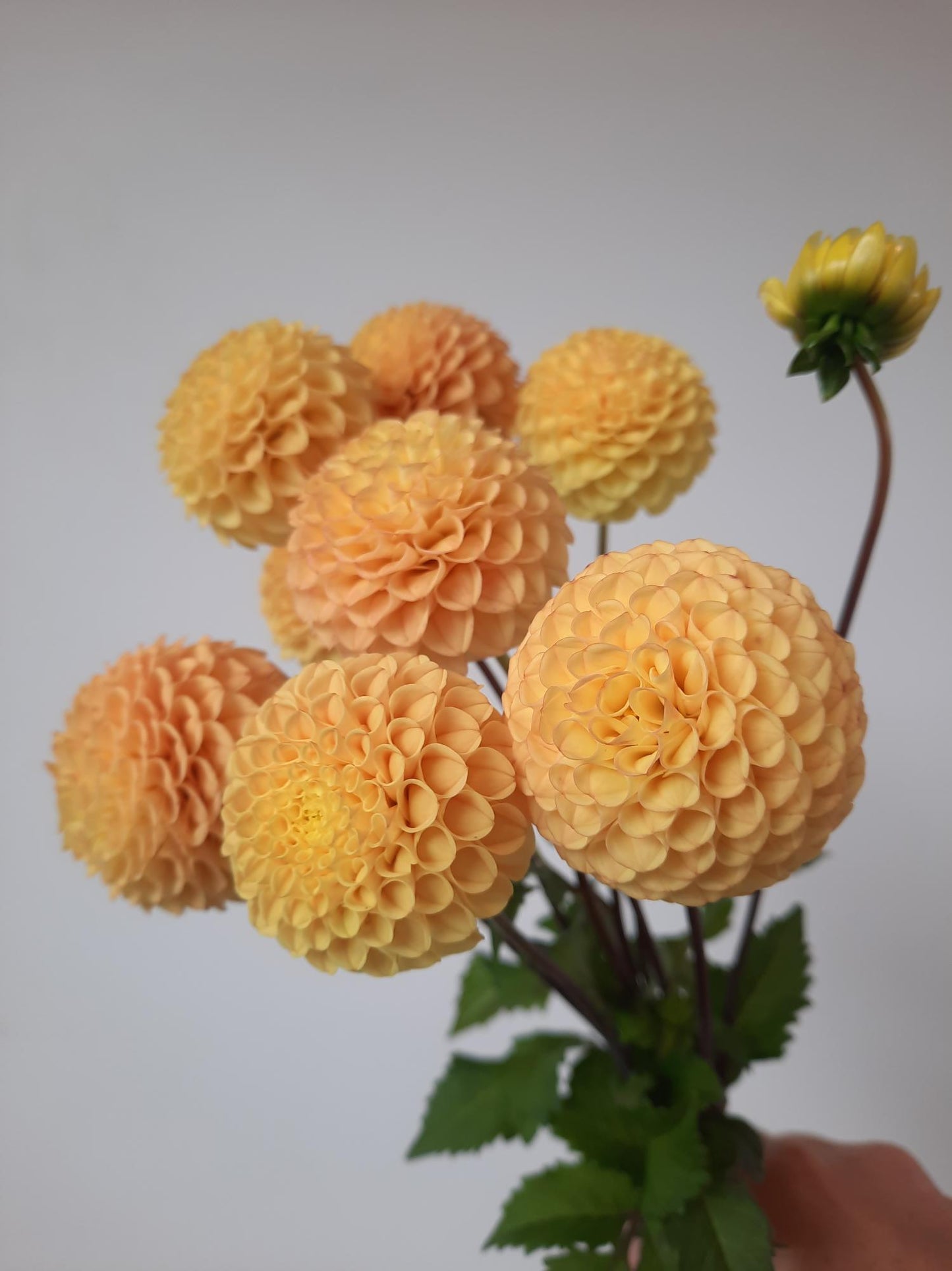 Apricot Willo