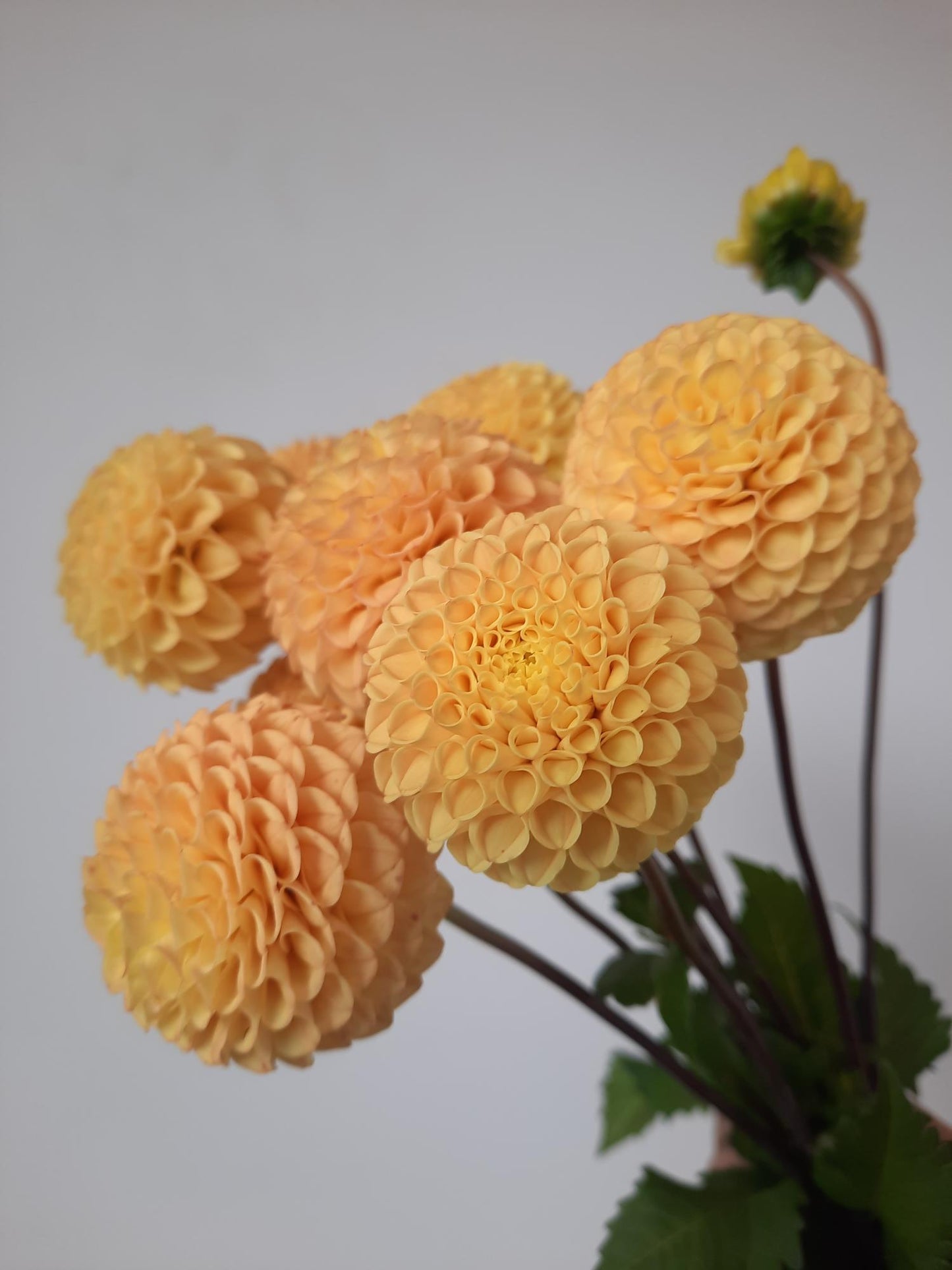 Apricot Willo