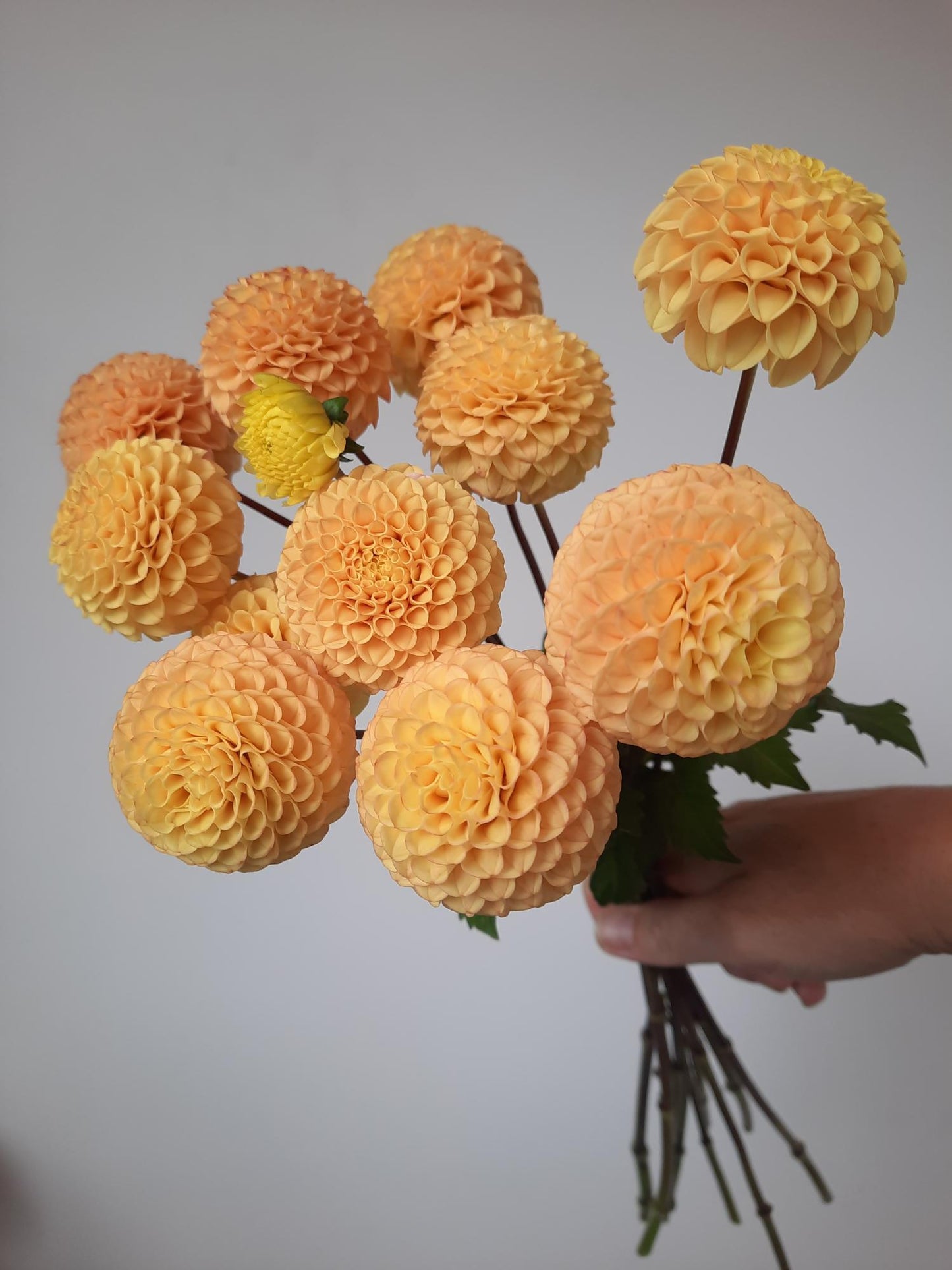 Apricot Willo