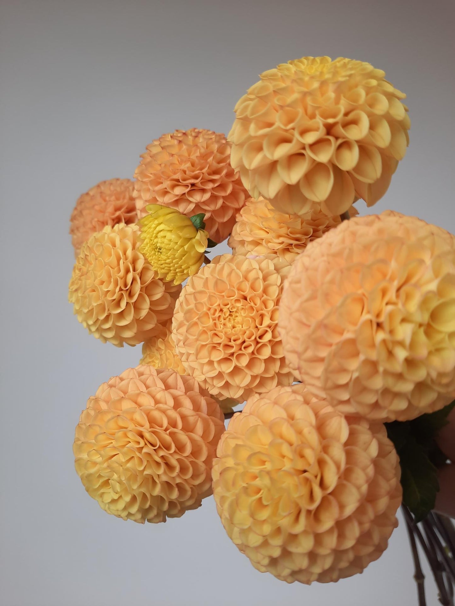 Apricot Willo