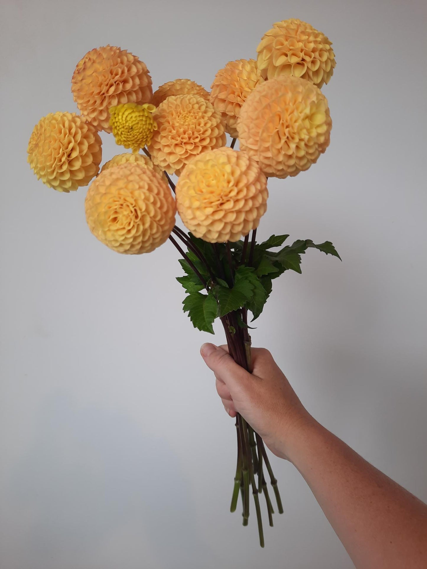 Apricot Willo