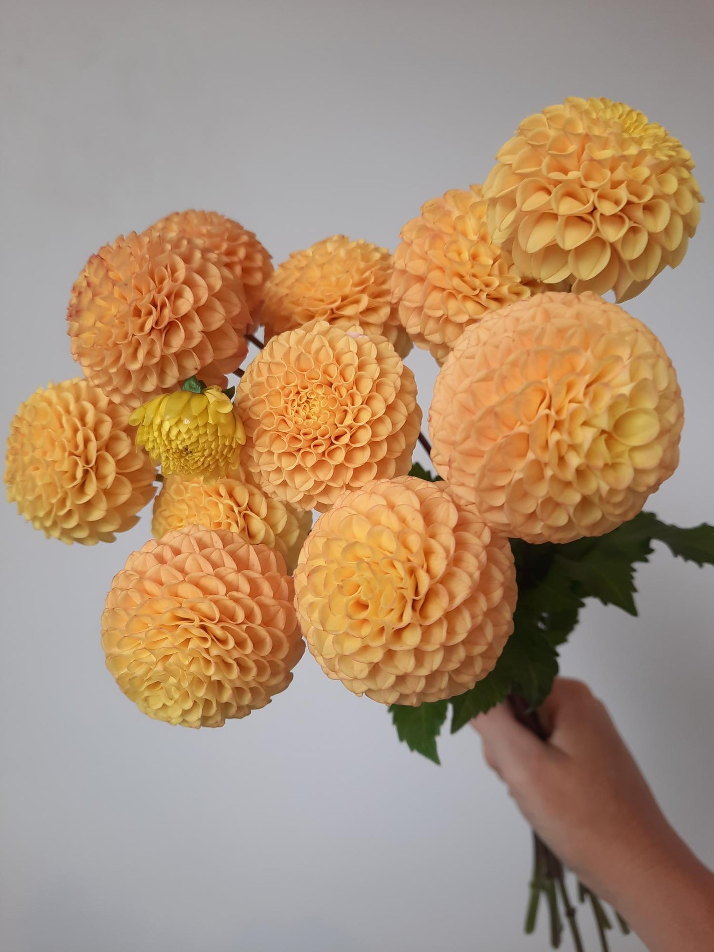 Apricot Willo