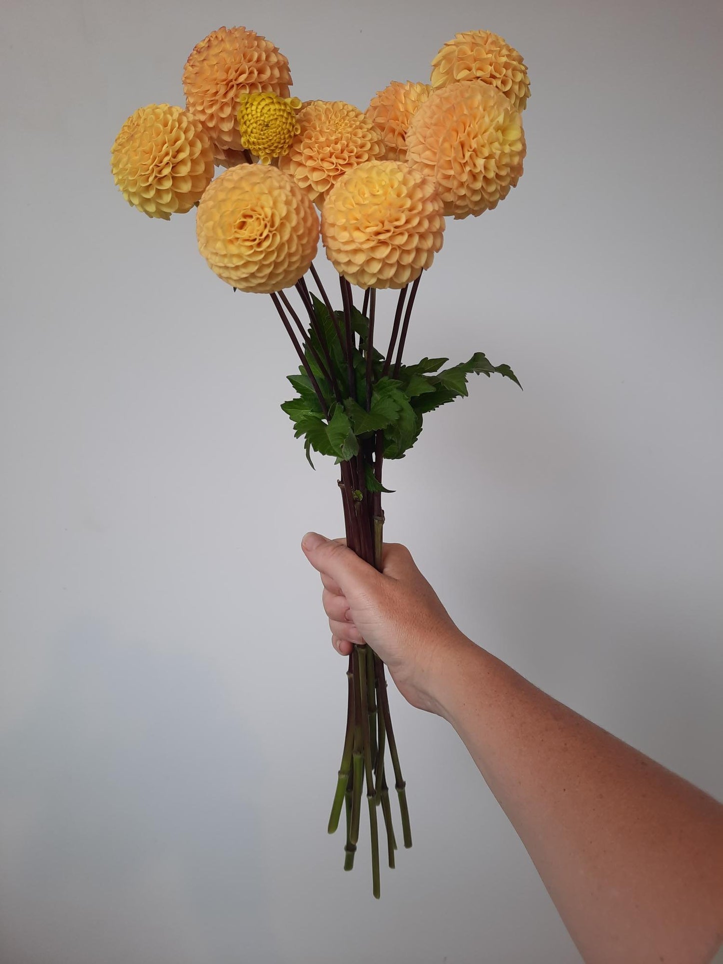 Apricot Willo