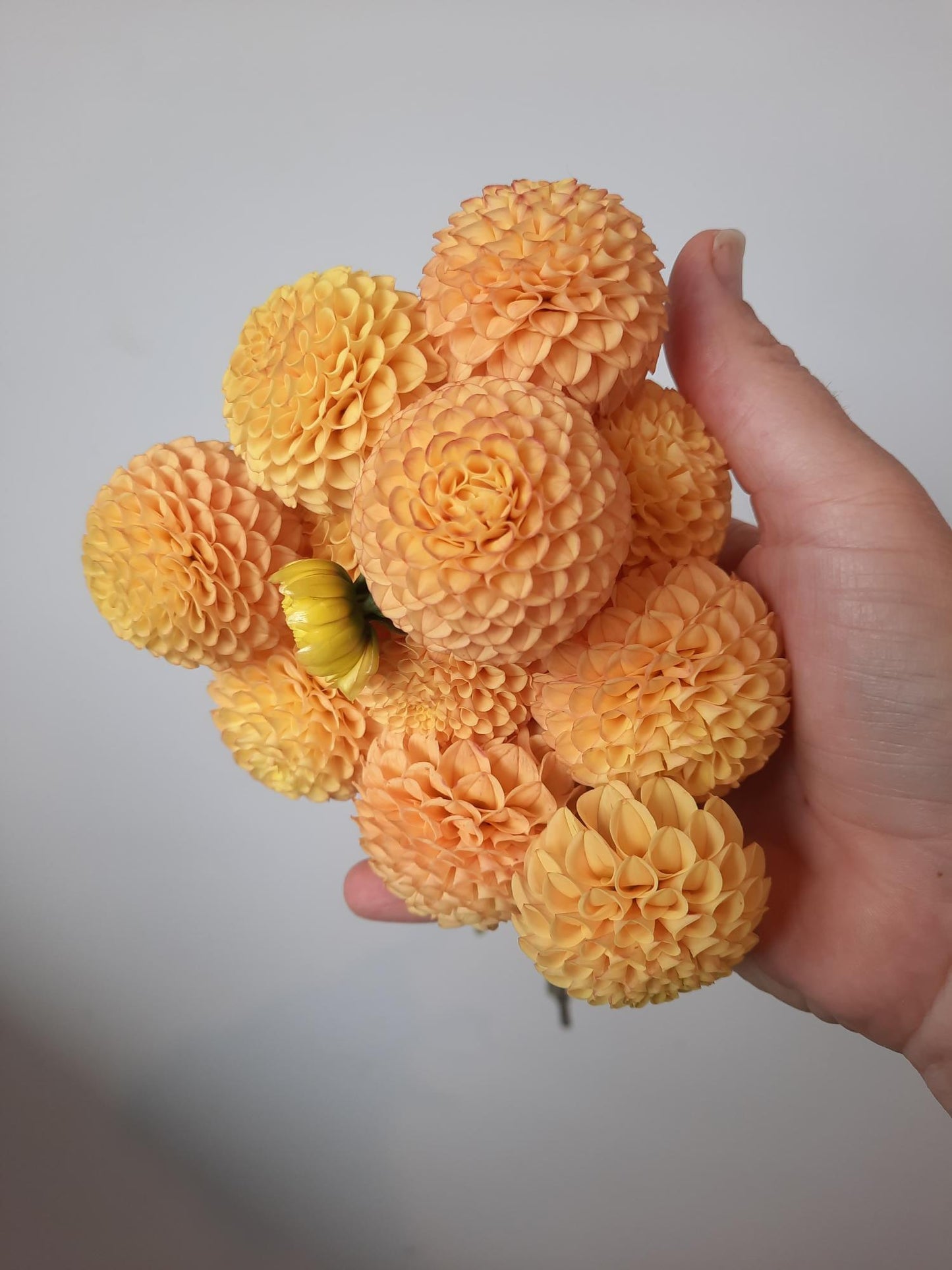 Luckydip Pompone Pack