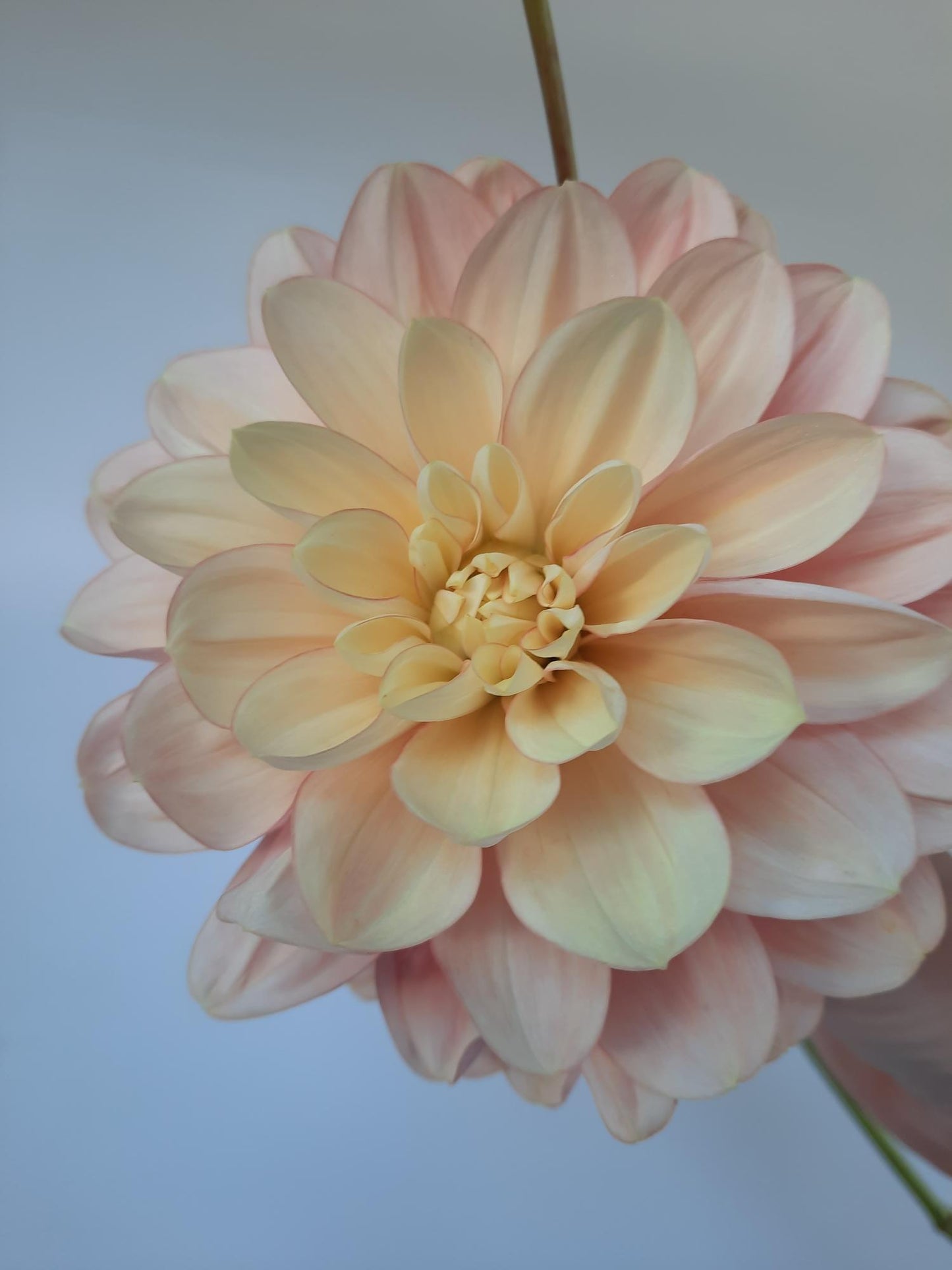 Florelie Pixie